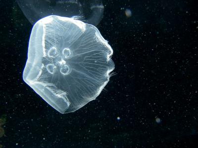 Прикрепленное изображение: 1MYR8g84w_Q.jpg